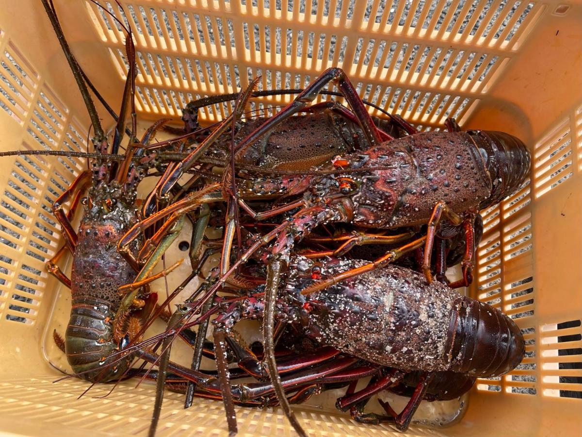 皆様お宿　海風 Sirahama Kültér fotó